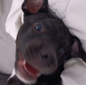 Meet your Posher, Keaton